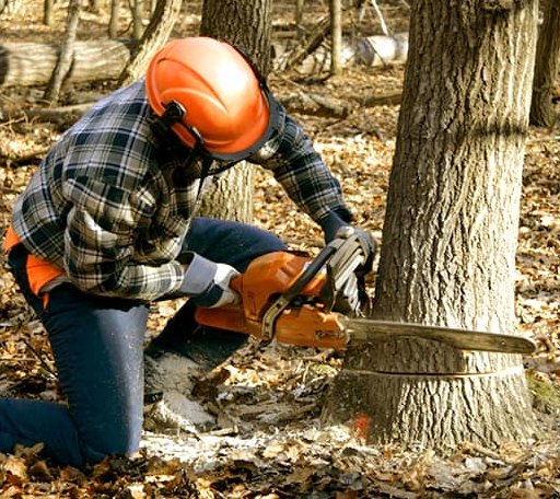 Tree Removal in Jay, ME